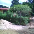 Francisco Villa