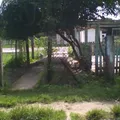 Hortencia Alayola