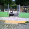 Margarita Campos Alfaro
