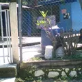 Francisco Villa
