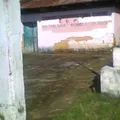 Ricardo Flores Magon