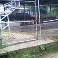 Gustavo Lazos Giron