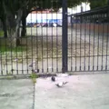 Secundaria del Estado 1