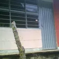 Preescolar Conafe