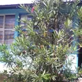 Preescolar Conafe