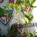 Escuela Primaria Matel