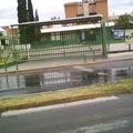 Chihuahua 2000