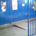 Juarez y Constitucion