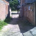 Pipila