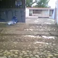 Ricardo Flores Magon