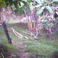 Nuhu Xaha