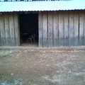 Netzahualcoyotl