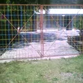 Xochitsintle