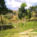 Valentin Gomez Farias