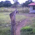 Nakawe