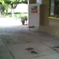 Valentin Gomez Farias