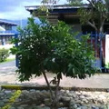Calmecac