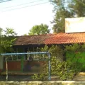 Rosas de la Infancia