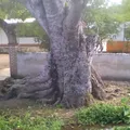 Fray Bartolome de las Casas