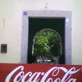 Paulino Navarro