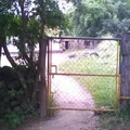 Tamazula