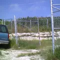 Bailadora