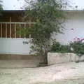 Primaria Celestin Freinet