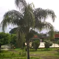 Melchor Ocampo
