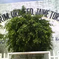 Jaime Torres Bodet