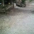 Secundaria Comunitaria las Mesas