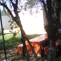 Niceforo Zambrano Cavazos