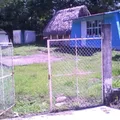 Pipila