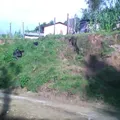 Educacion Inicial Indigena