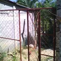 Chimalpopoca