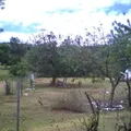 Cuitlahuac