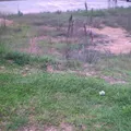 Morelos