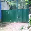 Yaconooy