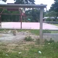 Telesecundaria