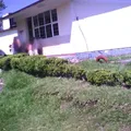 Los Pinos