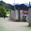 Pipila