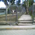 Ricardo Flores Magon