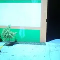 Mis Primeros Pasos Preescolar