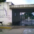 Cadetes de la Patria