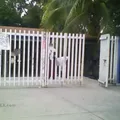 Rafael Ramirez Castañeda