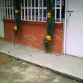 Lazaro Cardenas