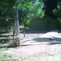 Pipila