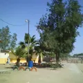 Pedro Brau Daniel