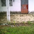 Preescolar Comunitario