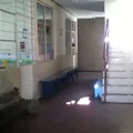 Mimoso