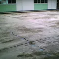 Rosas de la Infancia